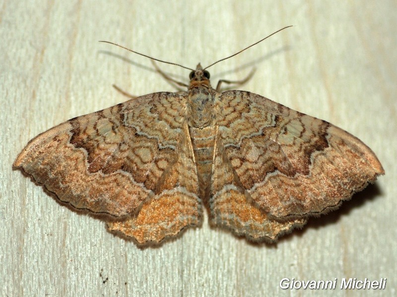 Geometridae da identificare - Camptogramma bilineata